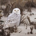 Your snowy owl photos could be damaging says facebook groups