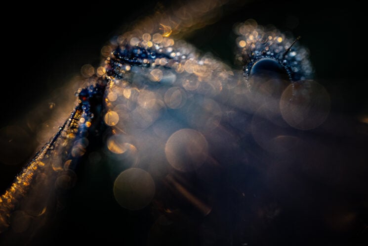 Close-up Photographer of the Year 2022