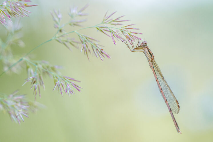 Close-up Photographer of the Year 2022