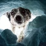 A close up portrait of an avalanche rescue dog wins Dog Photography Award 2022