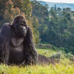 World's best wildlife photographers join together in global project to redefine the 'Big Five'