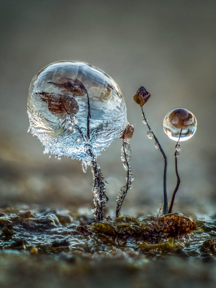 Close-up Photographer of the Year 2022