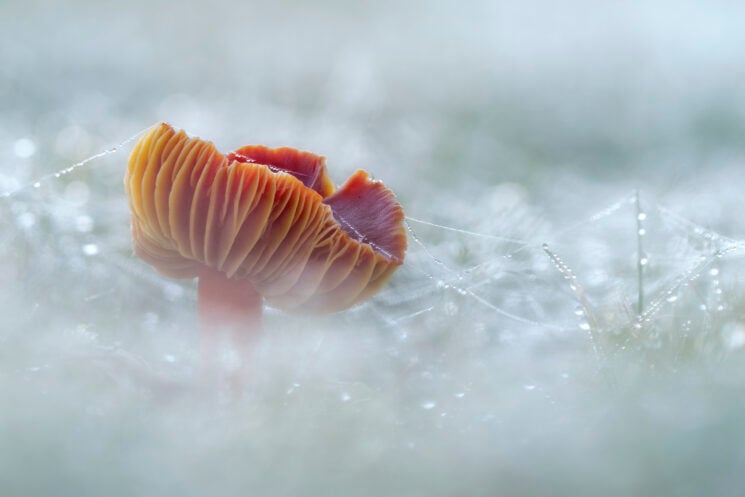 Close-up Photographer of the Year 2022