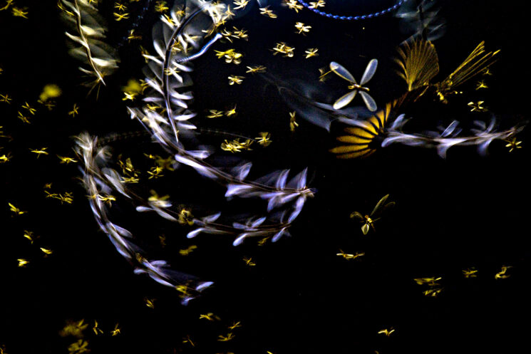 Close-up Photographer of the Year 2022