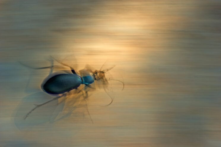 Close-up Photographer of the Year 2022