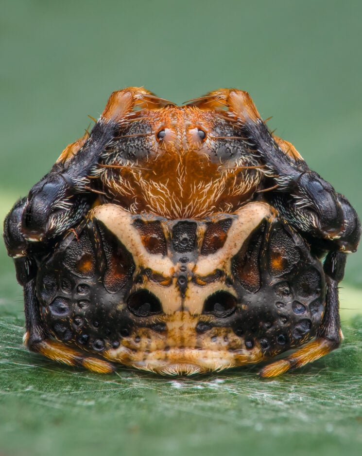 Close-up Photographer of the Year 2022