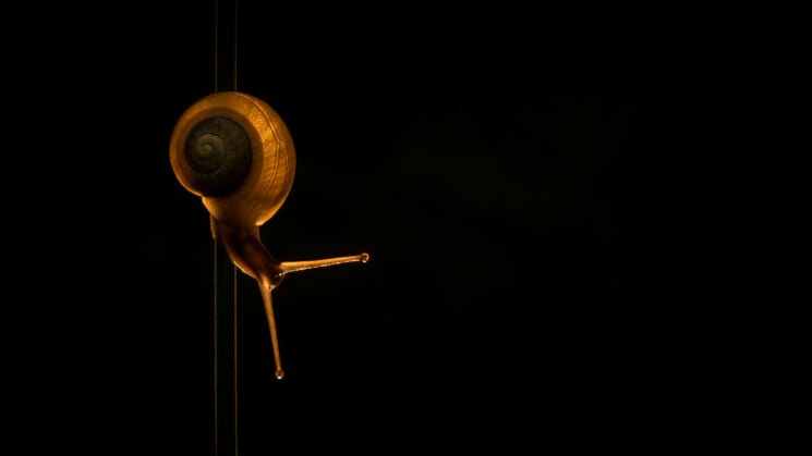 Close-up Photographer of the Year 2022