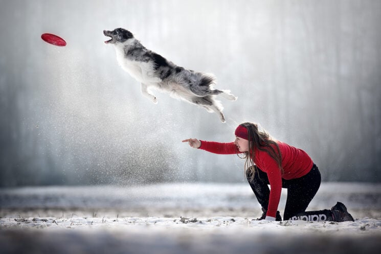 A close up portrait of an avalanche rescue dog wins Dog Photography Award 2022
