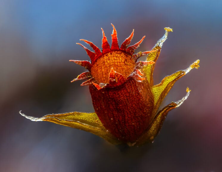 Close-up Photographer of the Year 2022