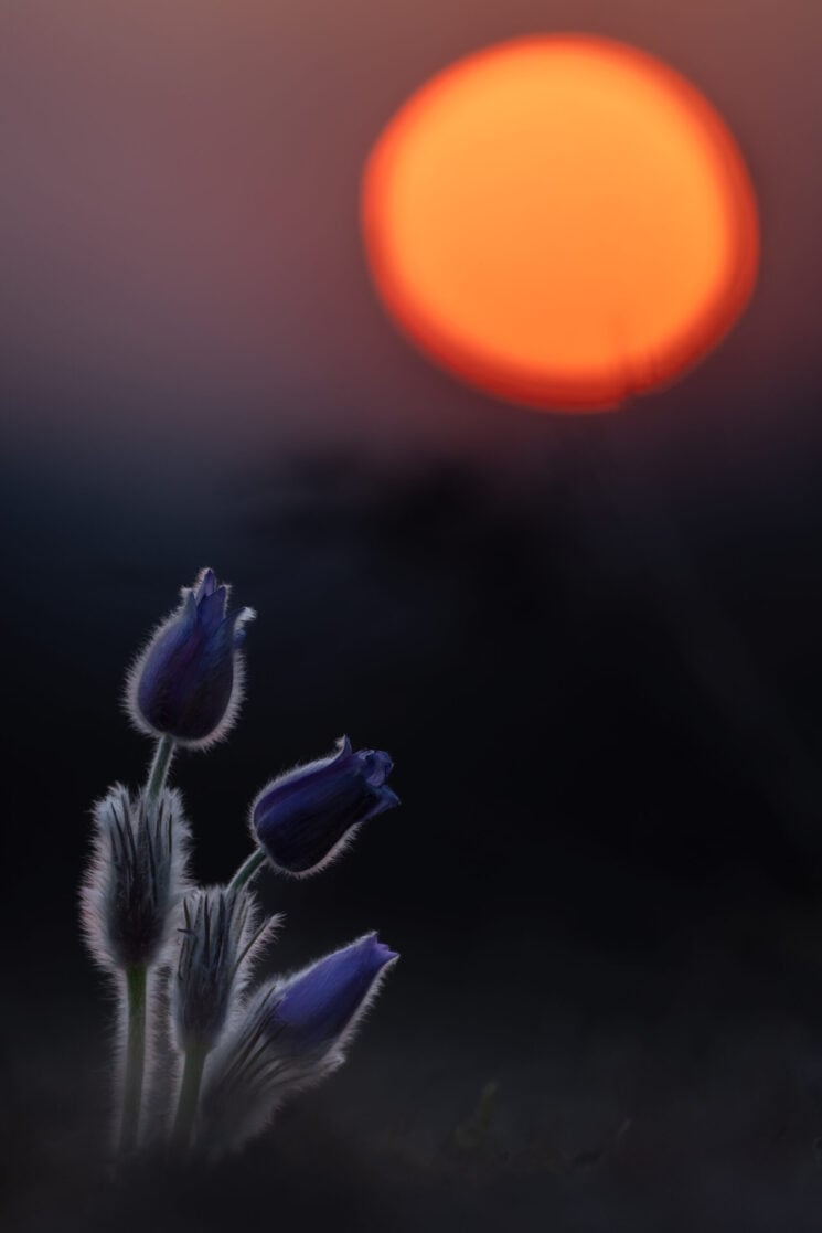 Close-up Photographer of the Year 2022