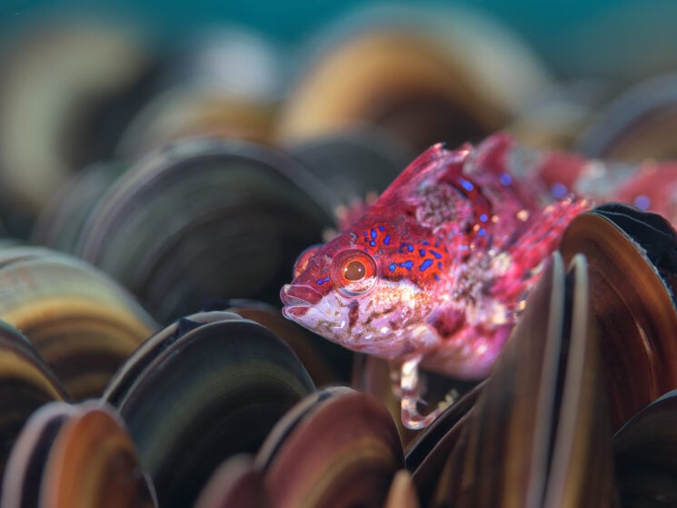 Close-up Photographer of the Year 2022