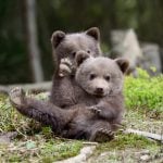 #NoFiIter: Bear takes 400 selfies using trail cam