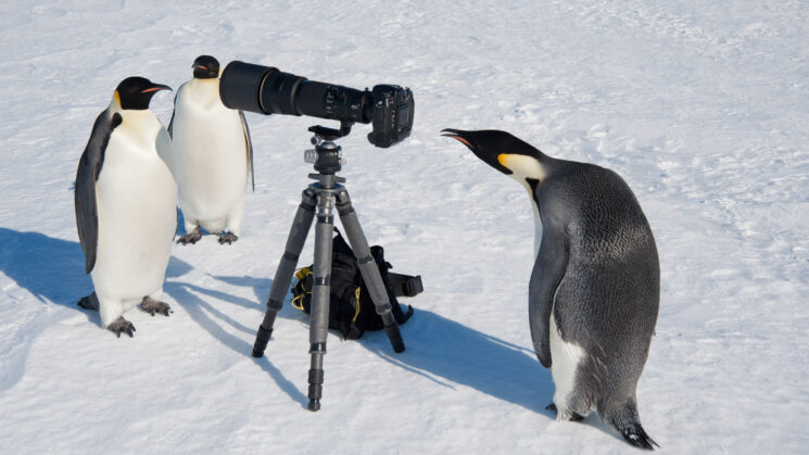Satellite photos of penguin poop lead to discovery of new colony