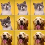 AI app can diagnose your pets ailments via your smart phone camera