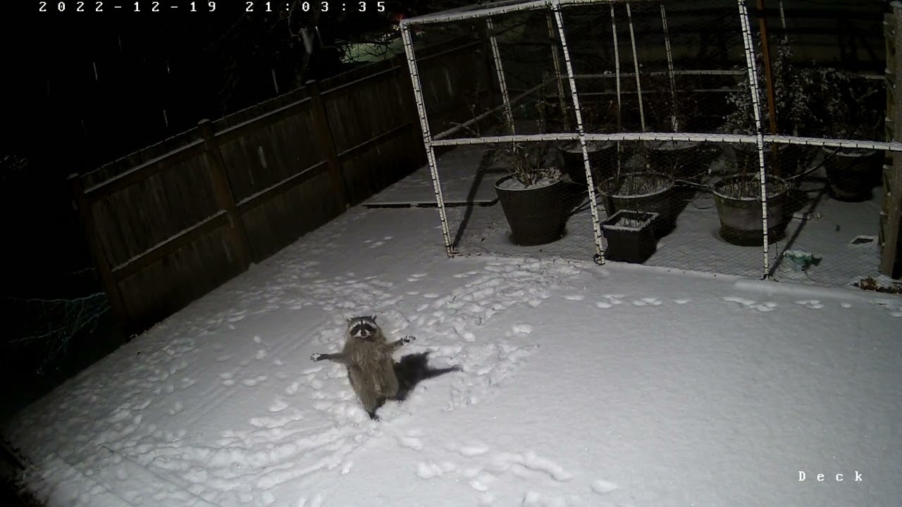 Security camera captures raccoon trying to catch falling snowflakes