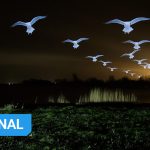 How I light painted and photographed a flock of seagulls at night