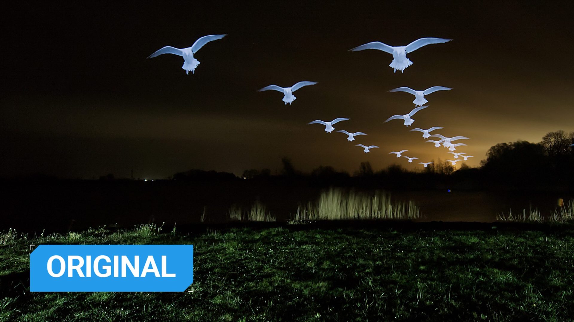 How I light painted and photographed a flock of seagulls at night