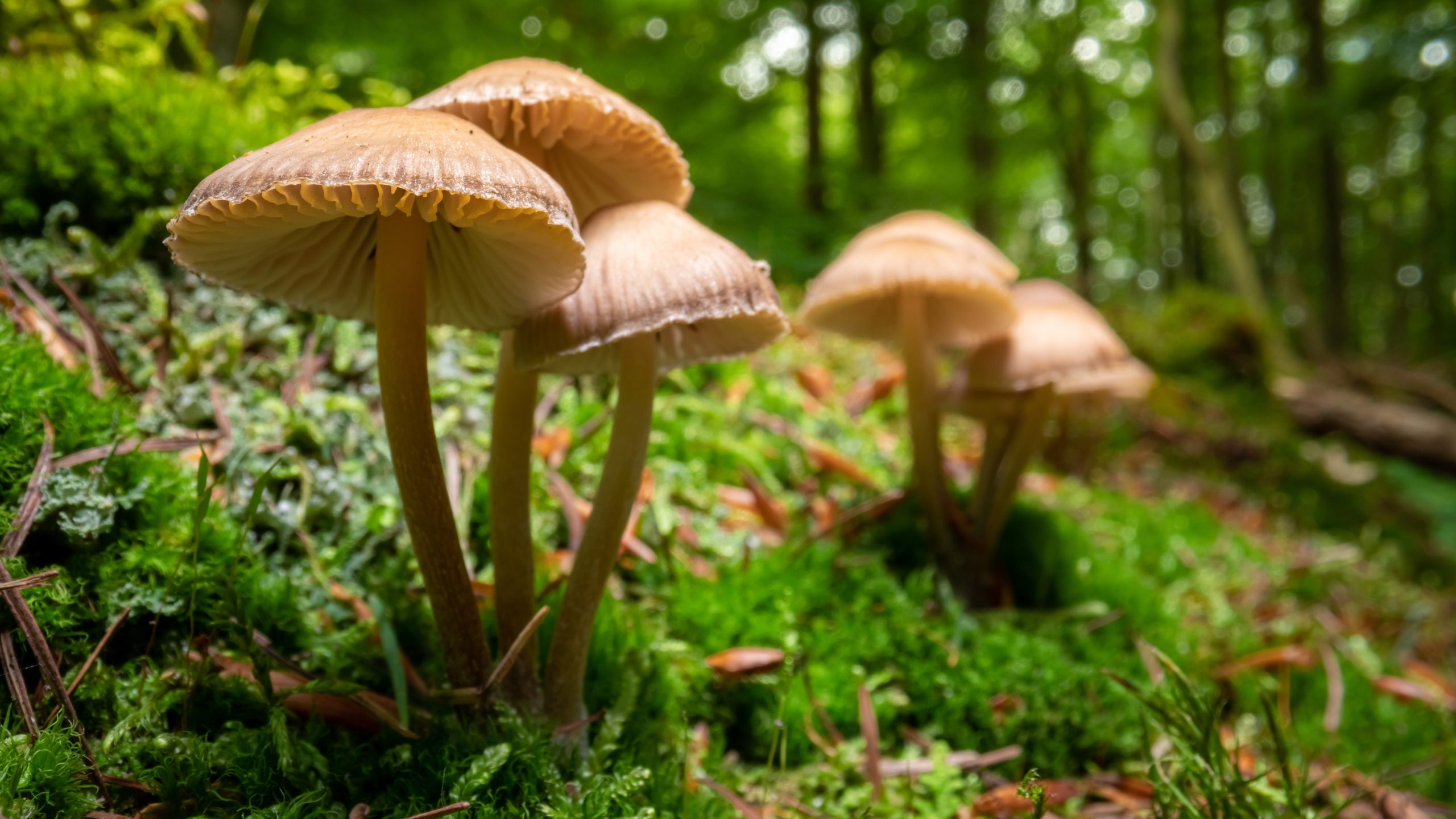 mushroom timelapse