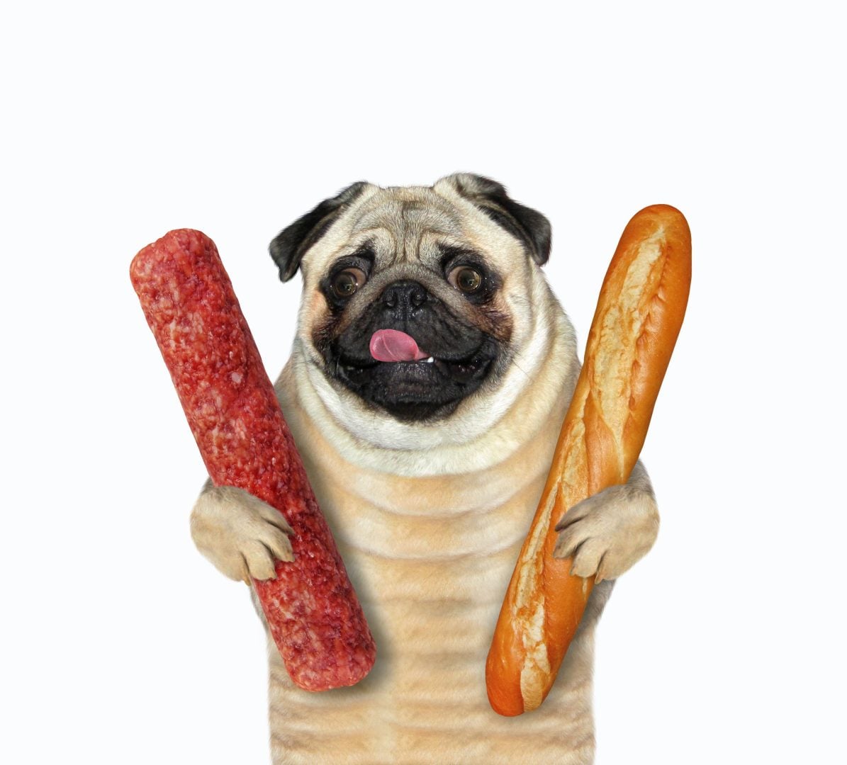 pug salami and baguette