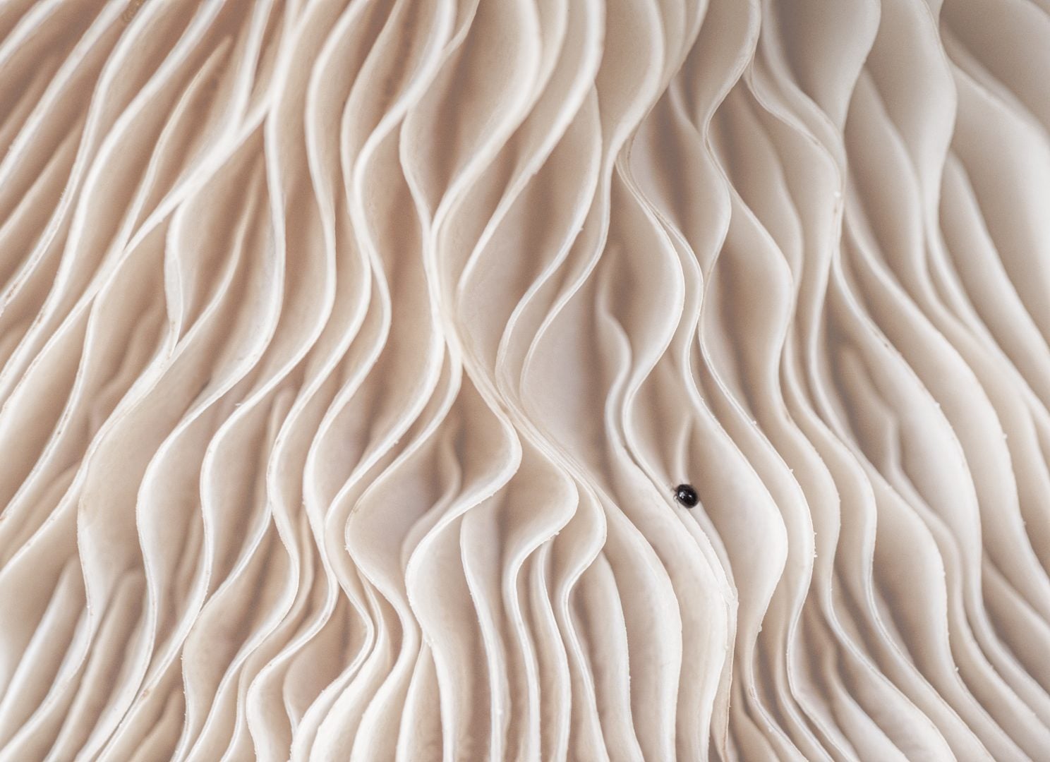 Close-up Photographer of the Year Minimal