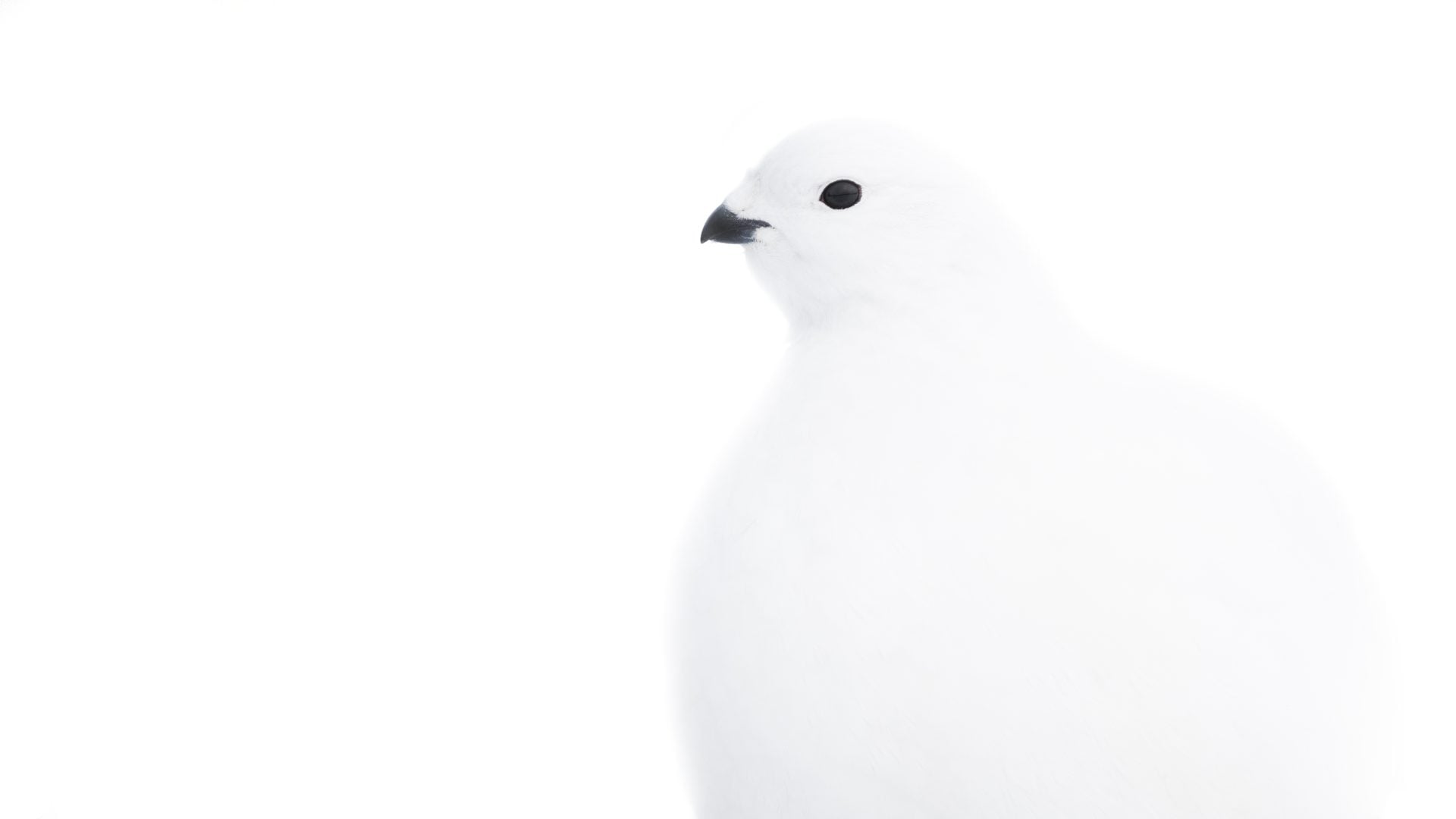 Close-up Photographer of the Year Minimal