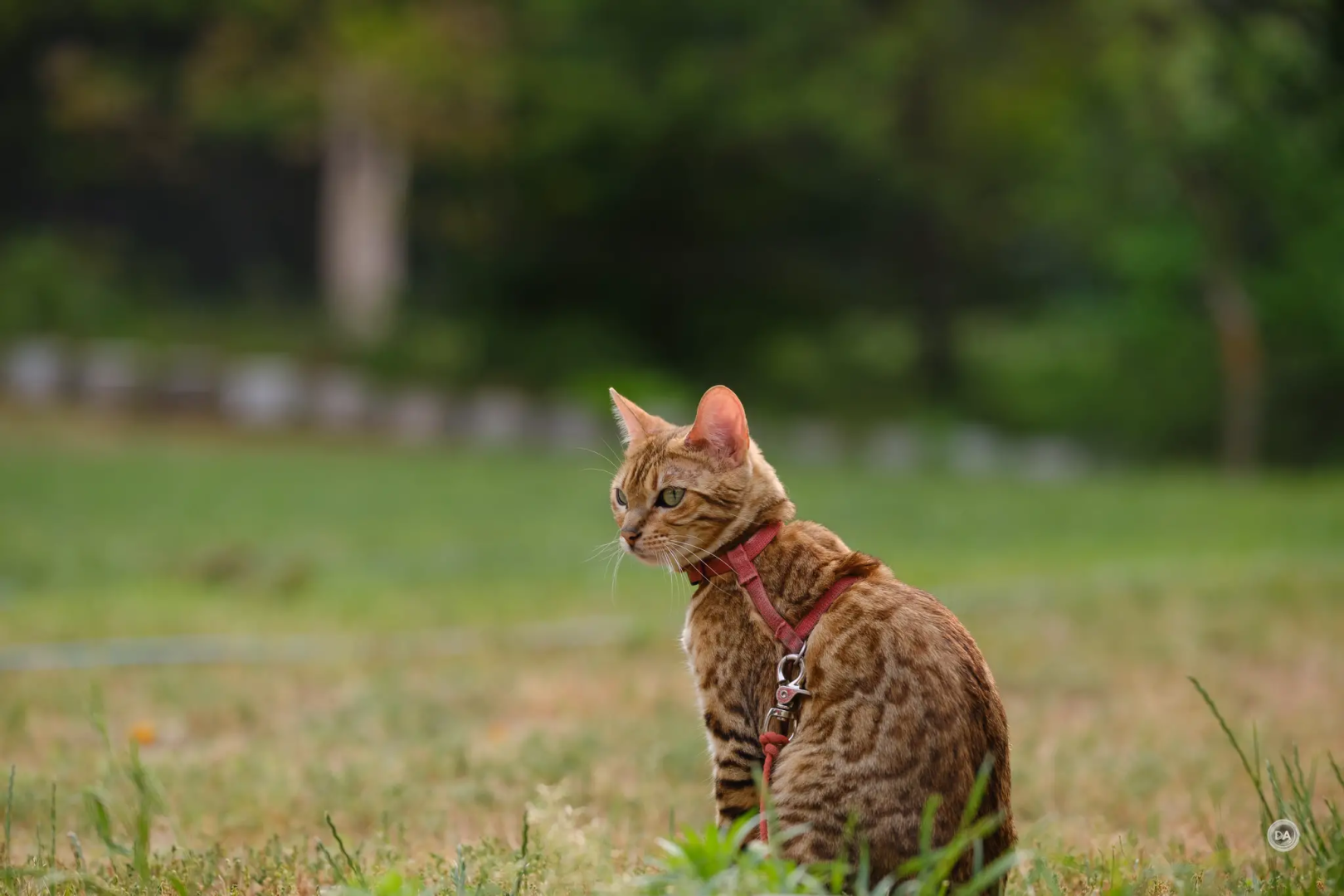 Fujifilm X-S20 review