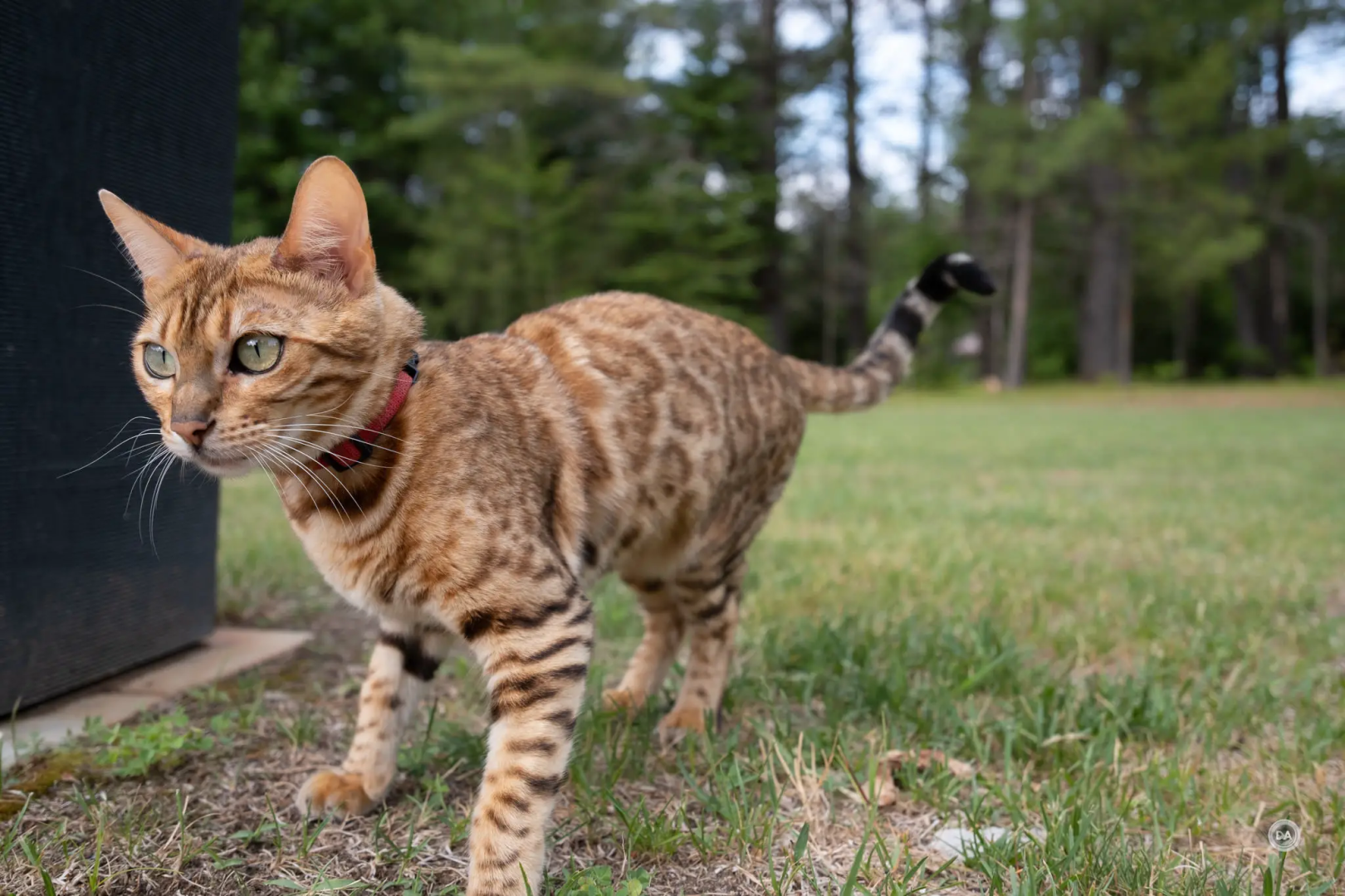 Fujifilm X-S20 review