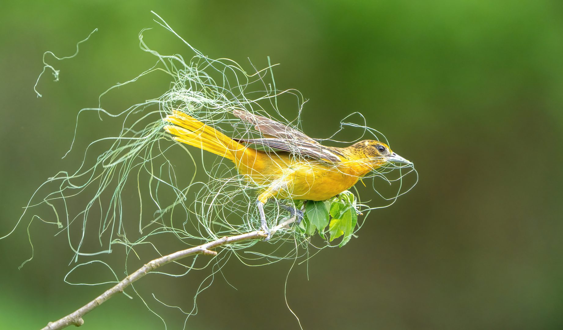 audubon photo contest