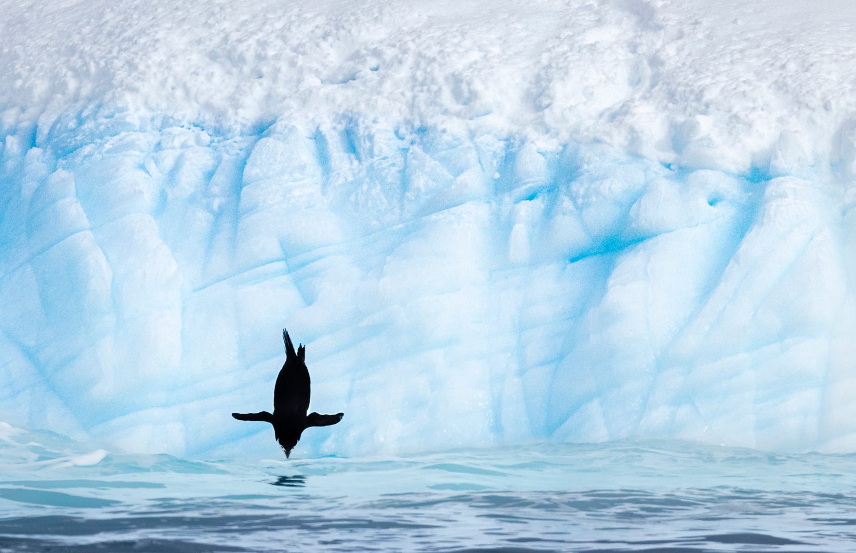 audubon photo contest