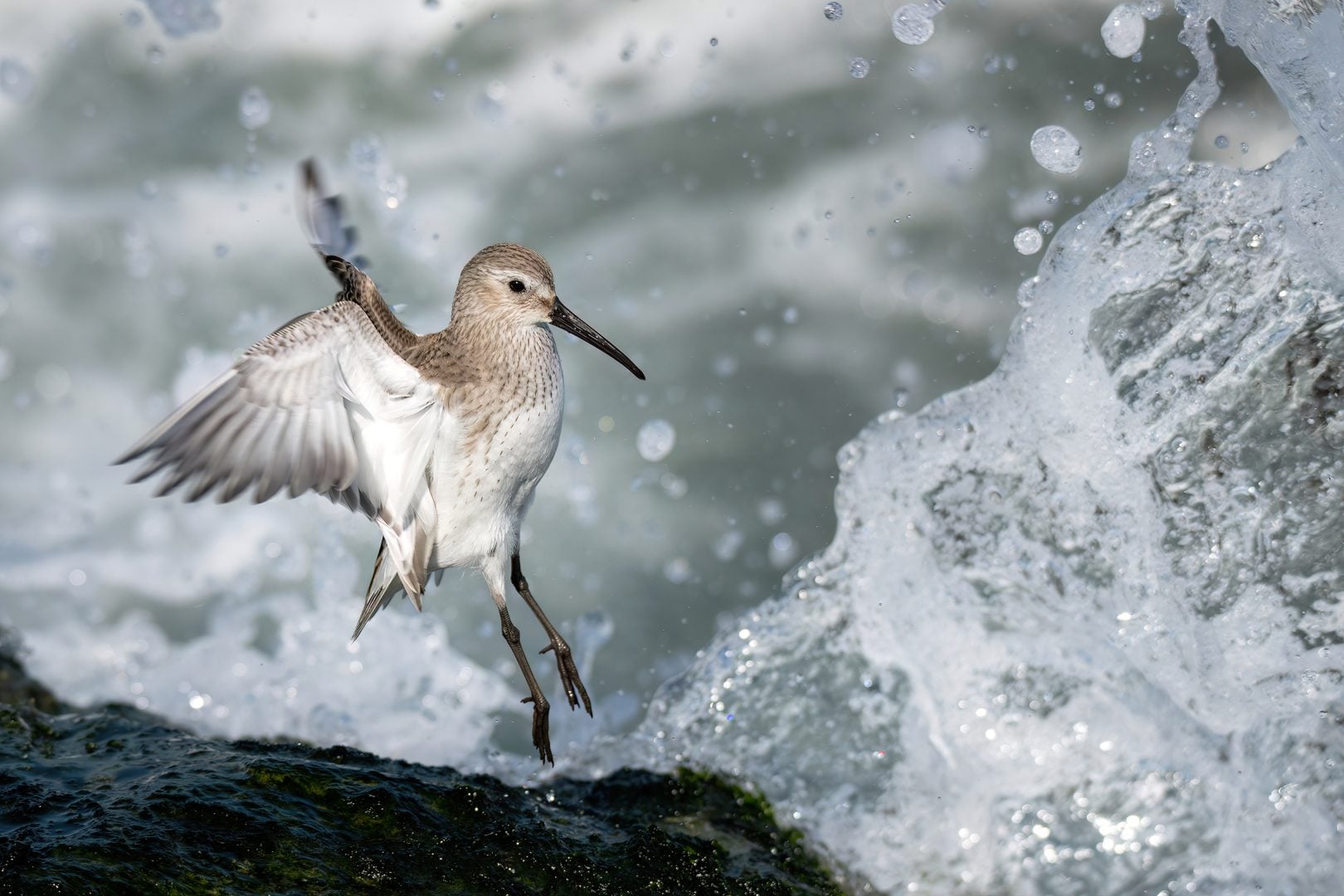 audubon photo contest