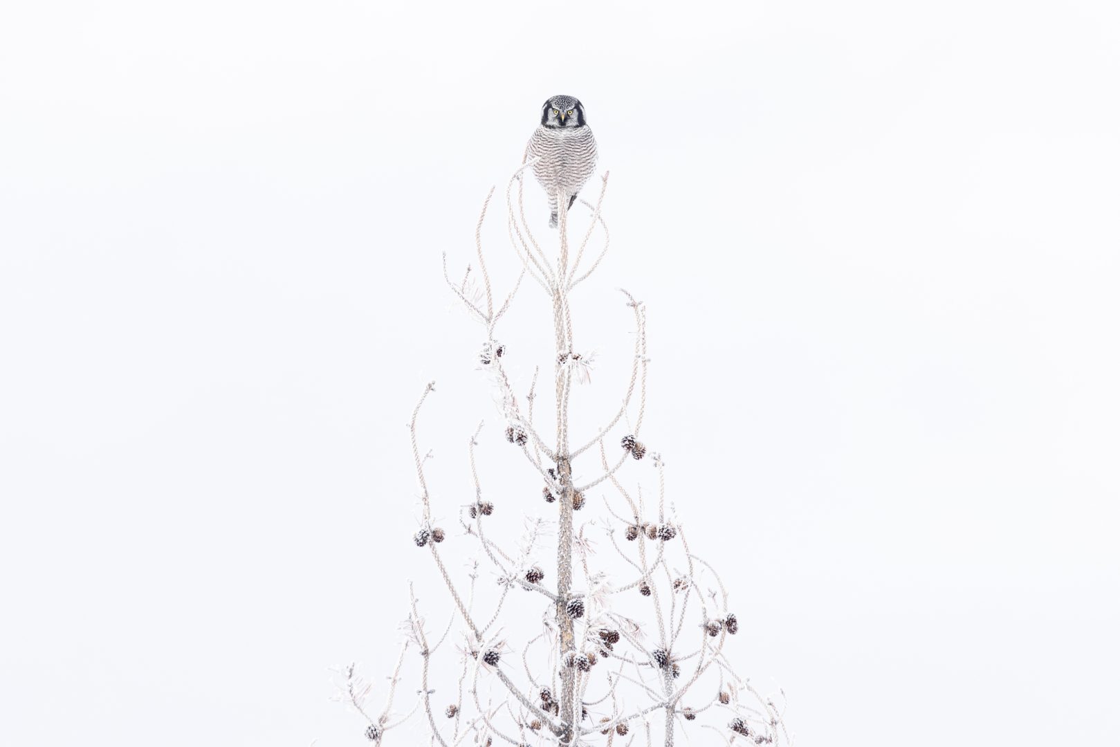 audubon photo contest