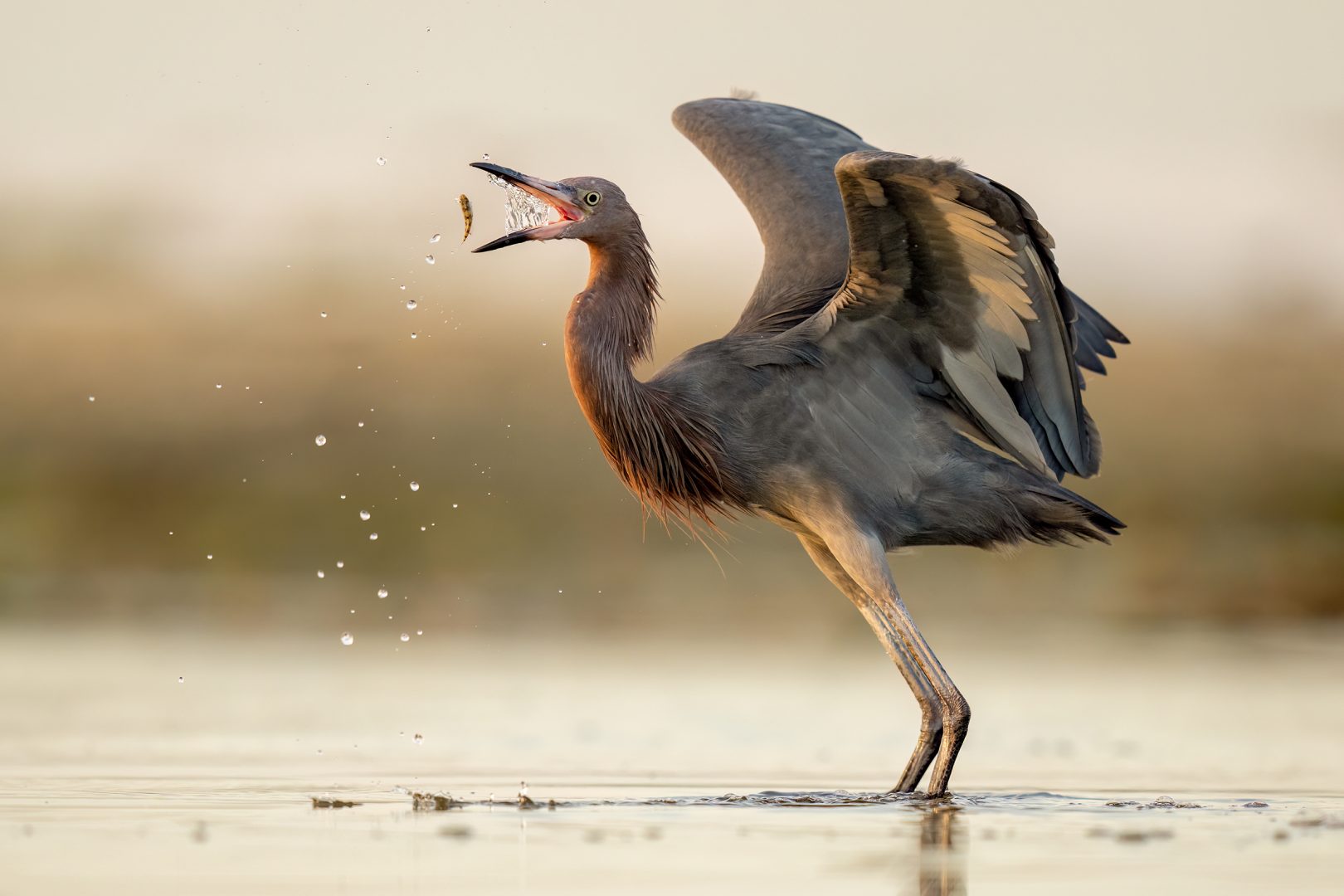 audubon photo contest