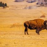 Once again, tourists are getting too close to bison for photos
