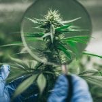 Cannabis website sued for using copyrighted photos of rap stars