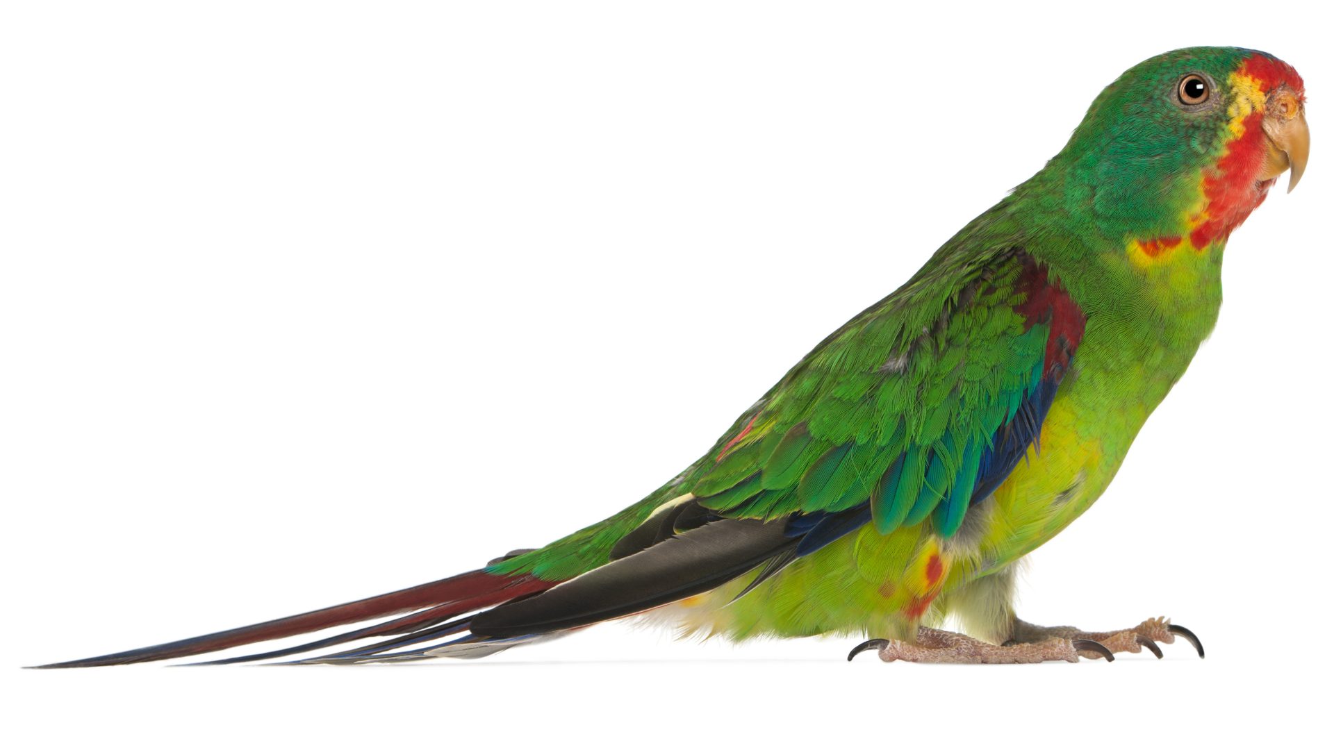 Wilderness photographer arrested for defending rare parrot habitat