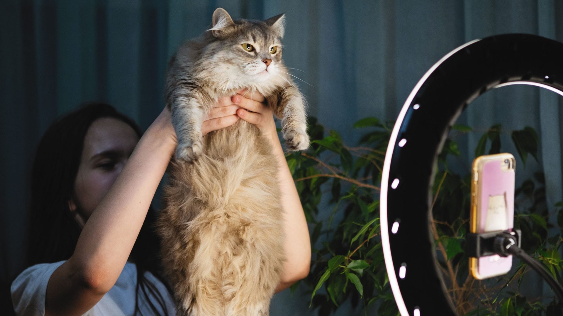 Love cat photos? Soon you can play a cat photography video game