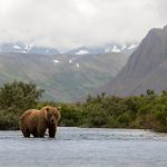 brown bear in Alaska