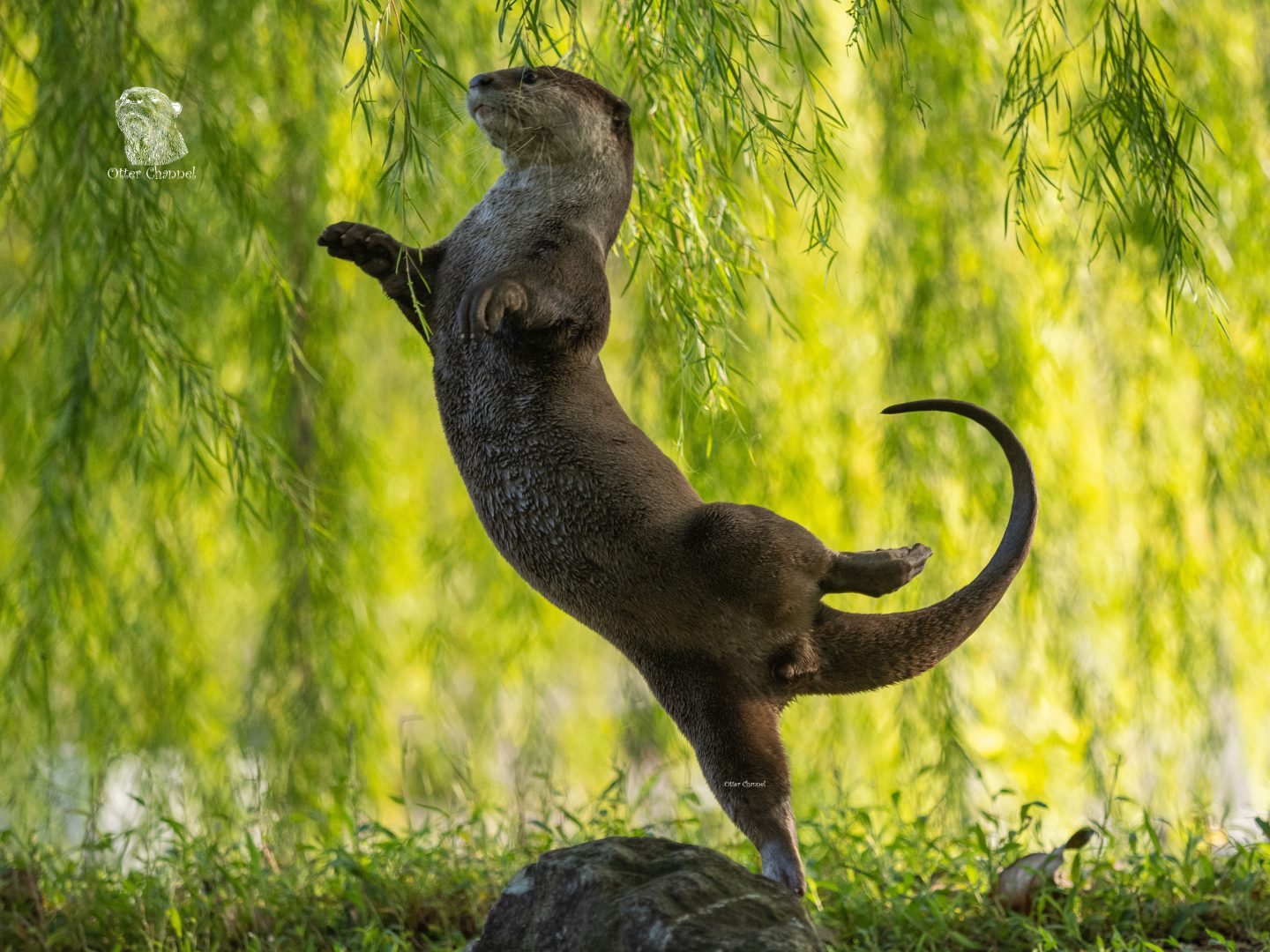 Comedy Wildlife otter ballerina