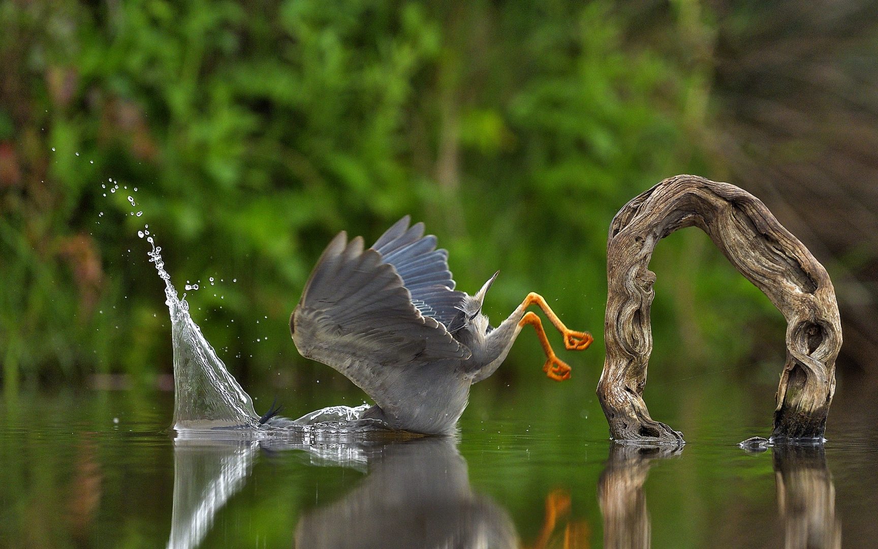 Comedy Wildlife Photography Awards 2023 birds dive
