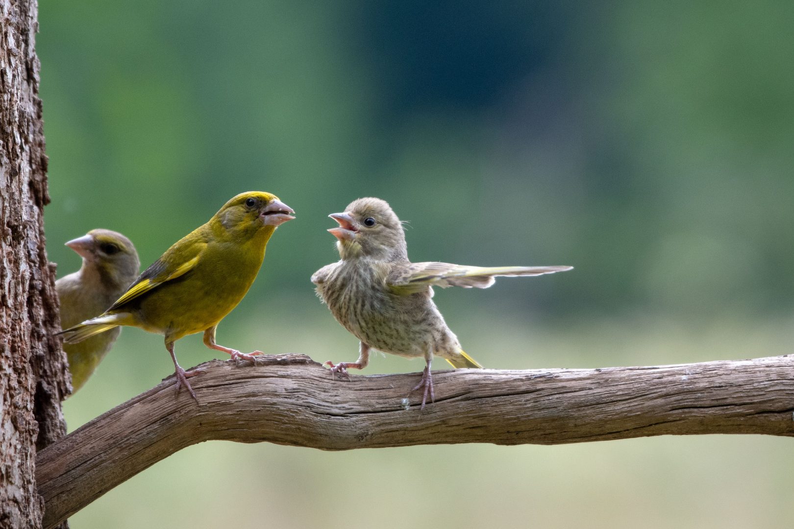 Comedy Wildlife birds arguing