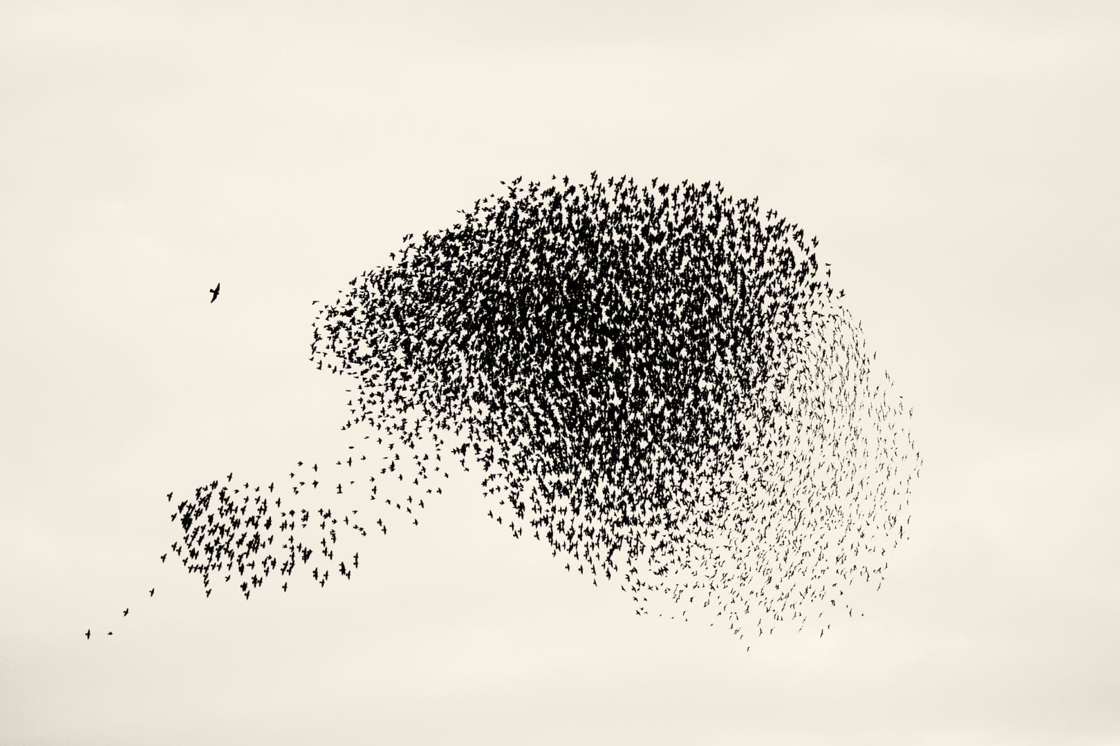 starling murmurations sky