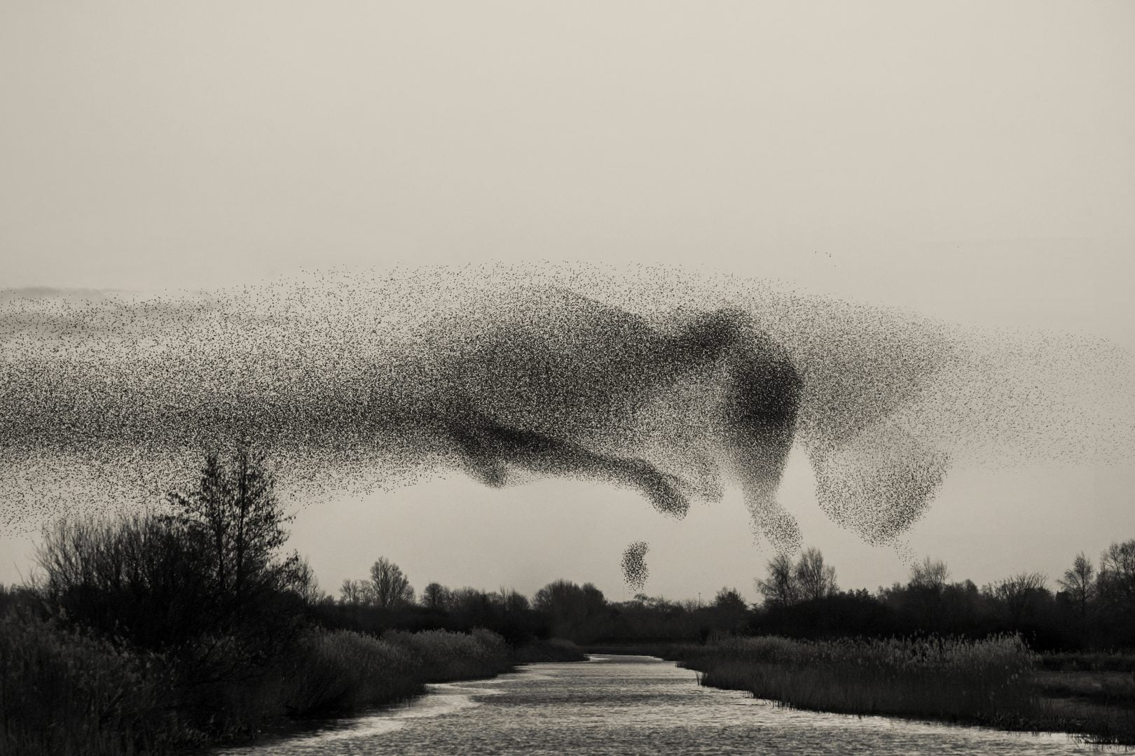 starling murmurations monochrome landscape