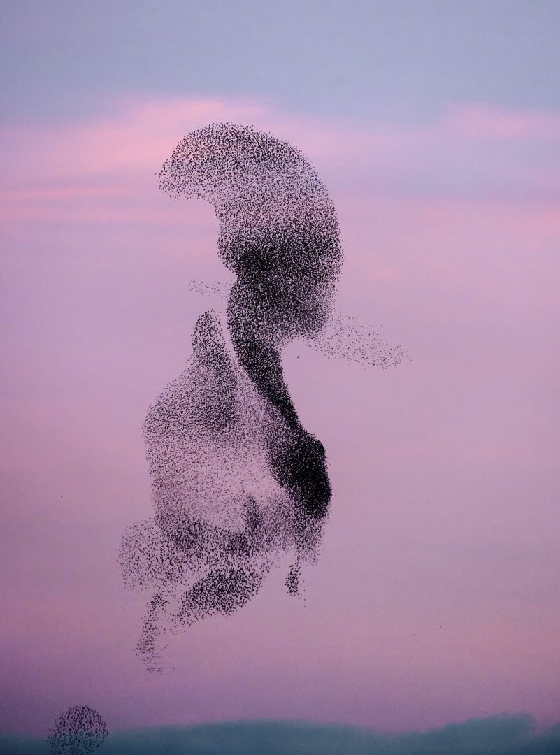 starling murmurations  pink sky