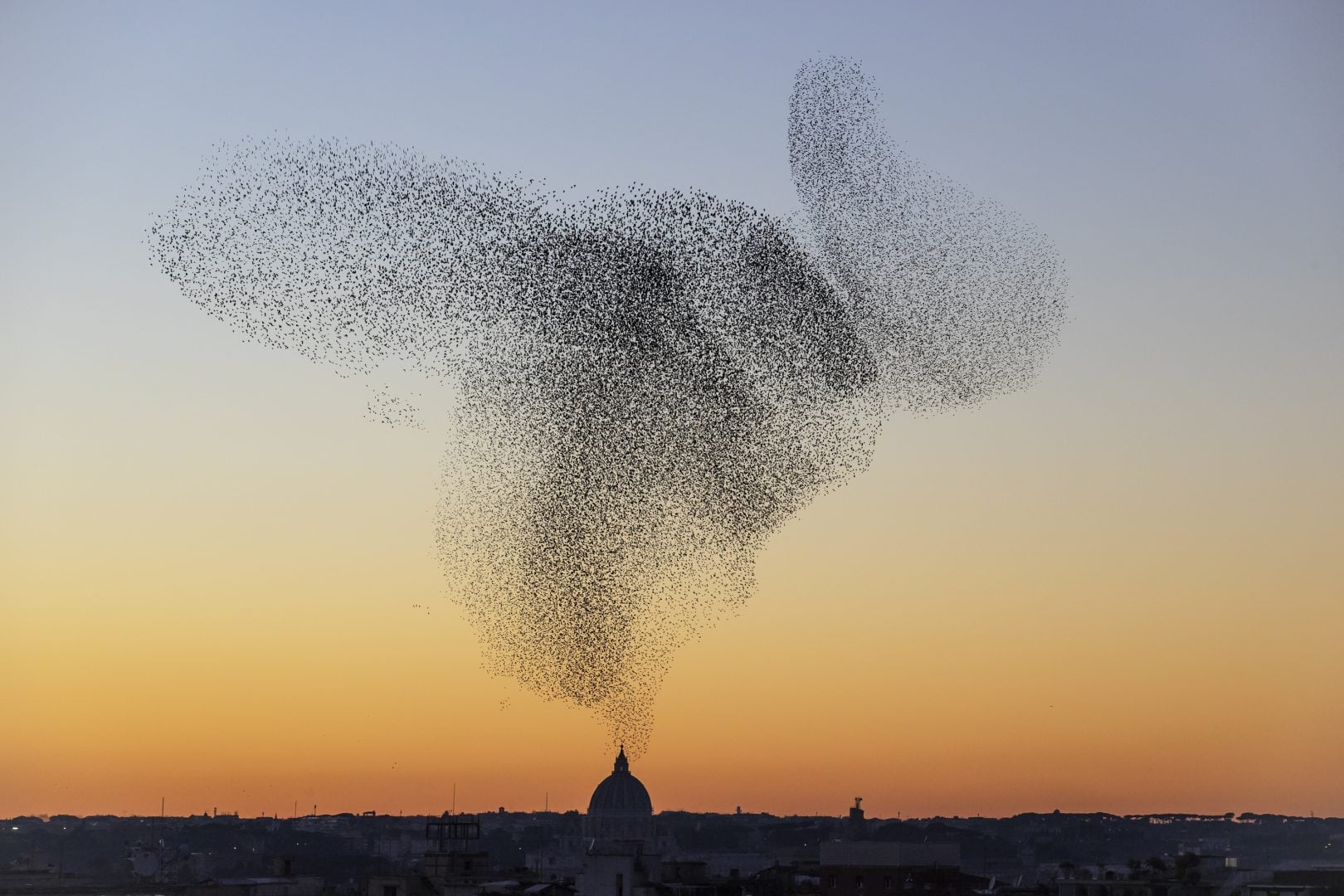 starling murmurations sunset 