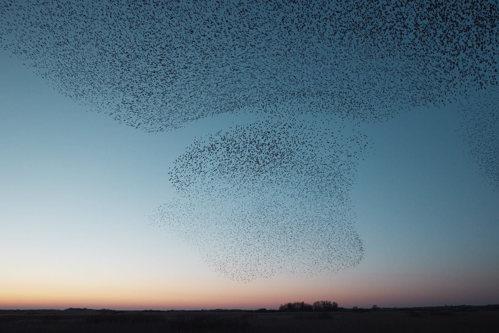 starling murmurations landscape sunset