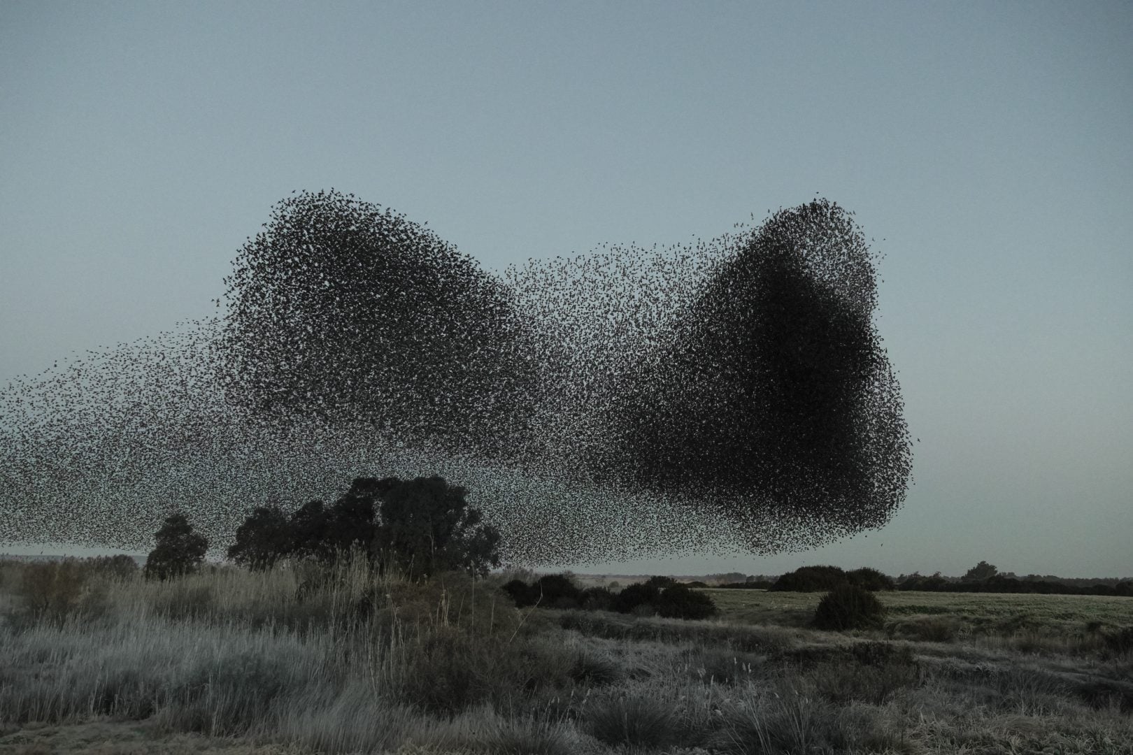 starling murmurations scary landscape