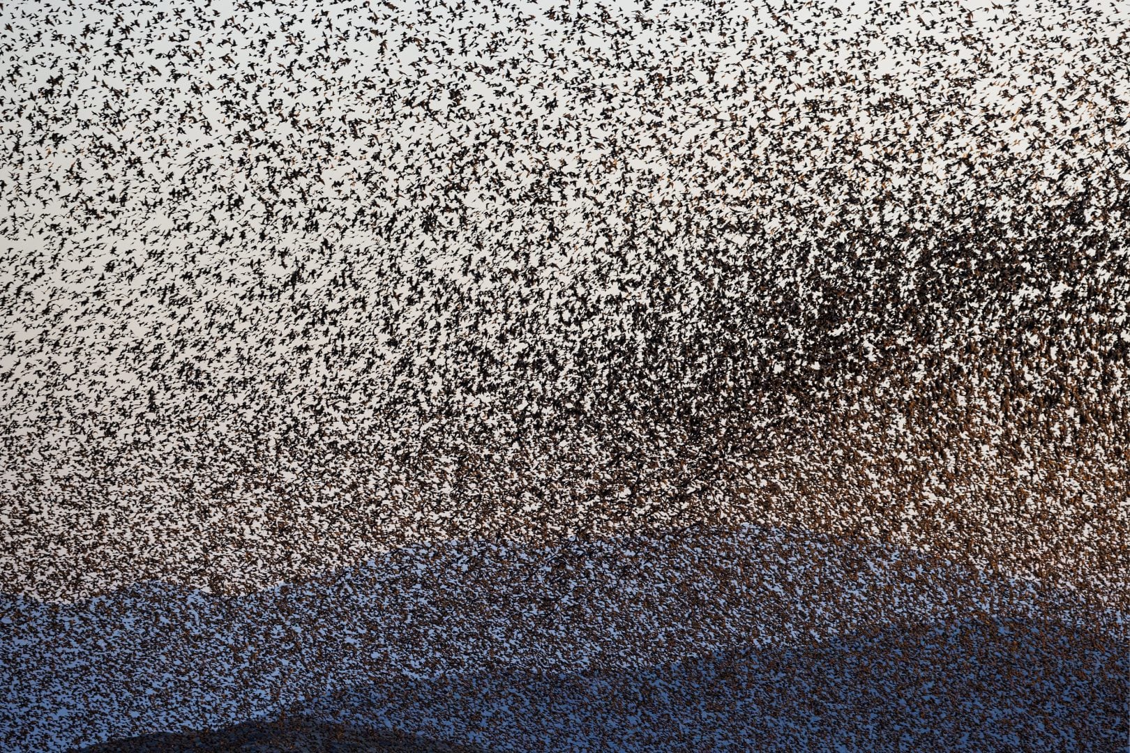 starling murmurations sky covered