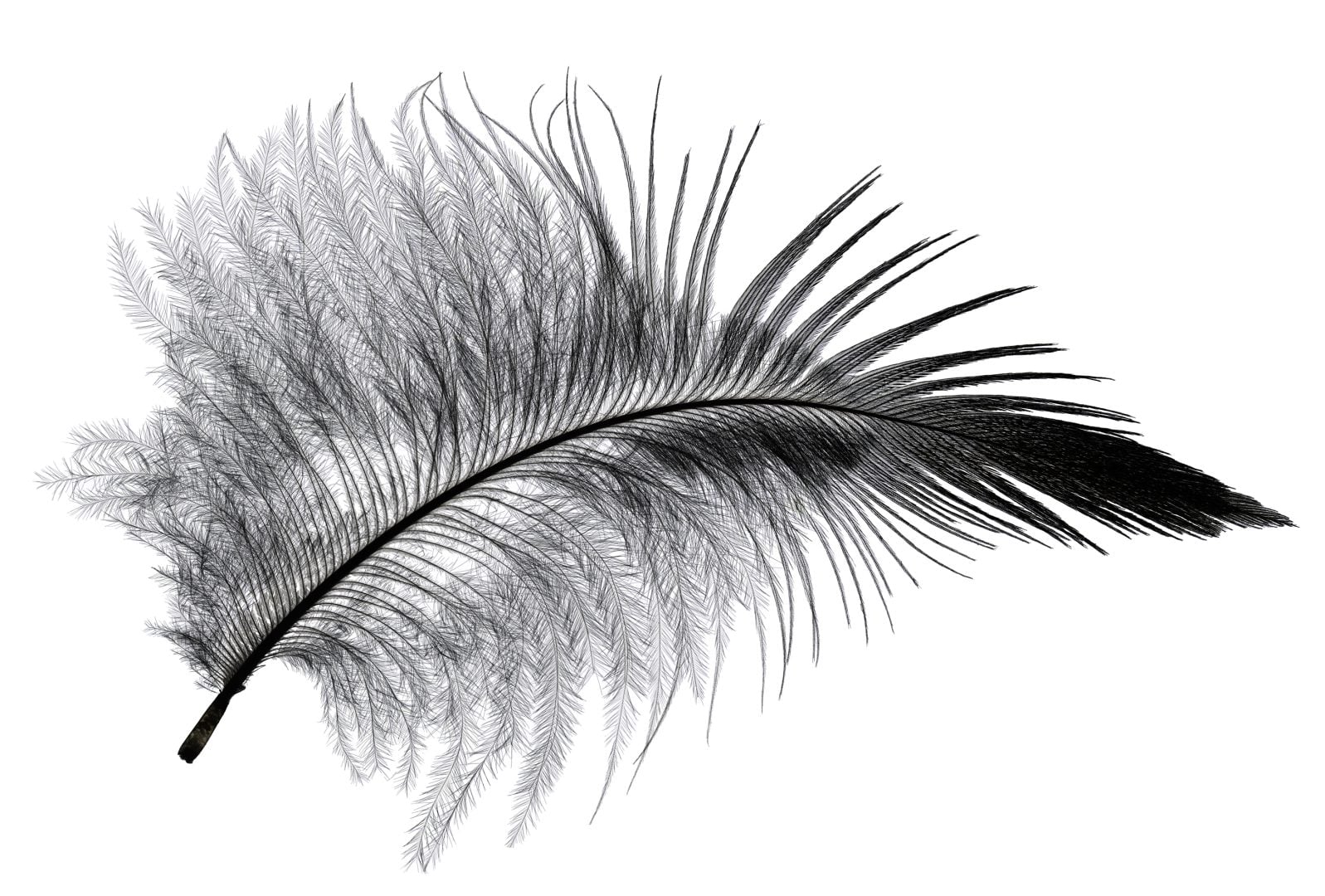 starling feather up close