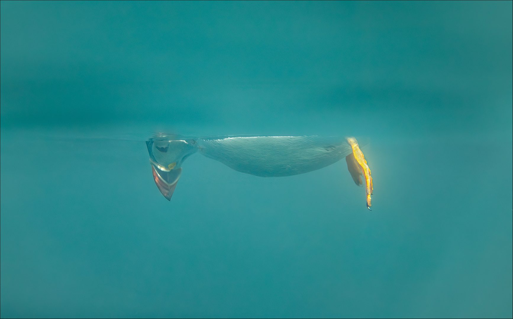 Comedy Wildlife Photography Awards 2023 tired puffin