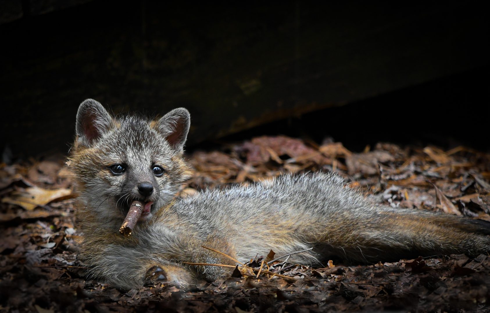 Comedy Wildlife smoking fox